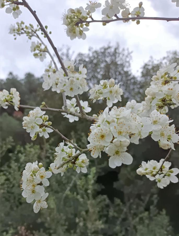 Masia Can Sunyer Agroturismo La Garriga Dış mekan fotoğraf